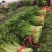 禹城冷棚蔬菜产区西芹50cm以上，基地供应量大质优价优