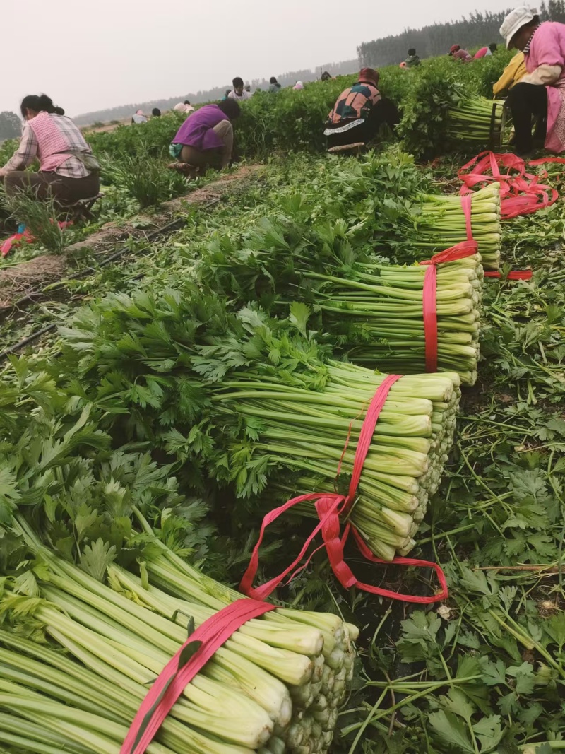 禹城冷棚蔬菜产区西芹50cm以上，基地供应量大质优价优