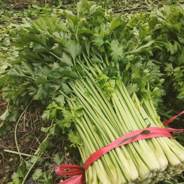 禹城冷棚蔬菜产区西芹50cm以上，基地供应量大质优价优