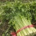 禹城冷棚蔬菜产区西芹50cm以上，基地供应量大质优价优