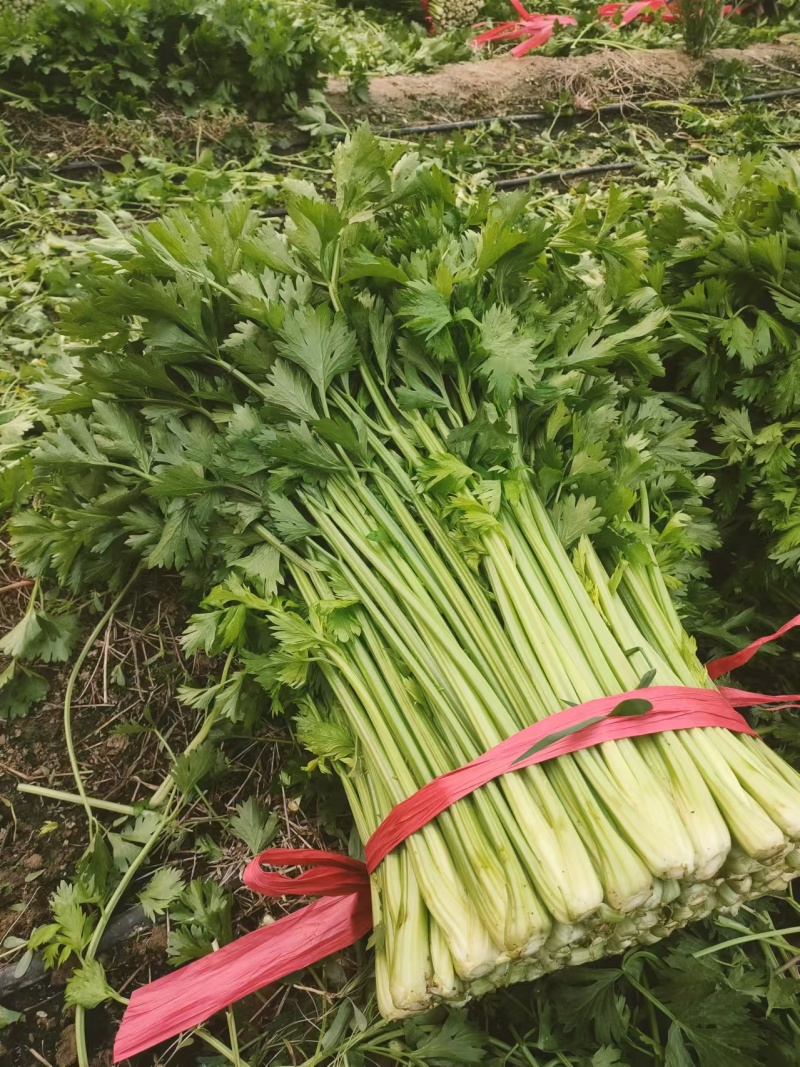 禹城冷棚蔬菜产区西芹50cm以上，基地供应量大质优价优