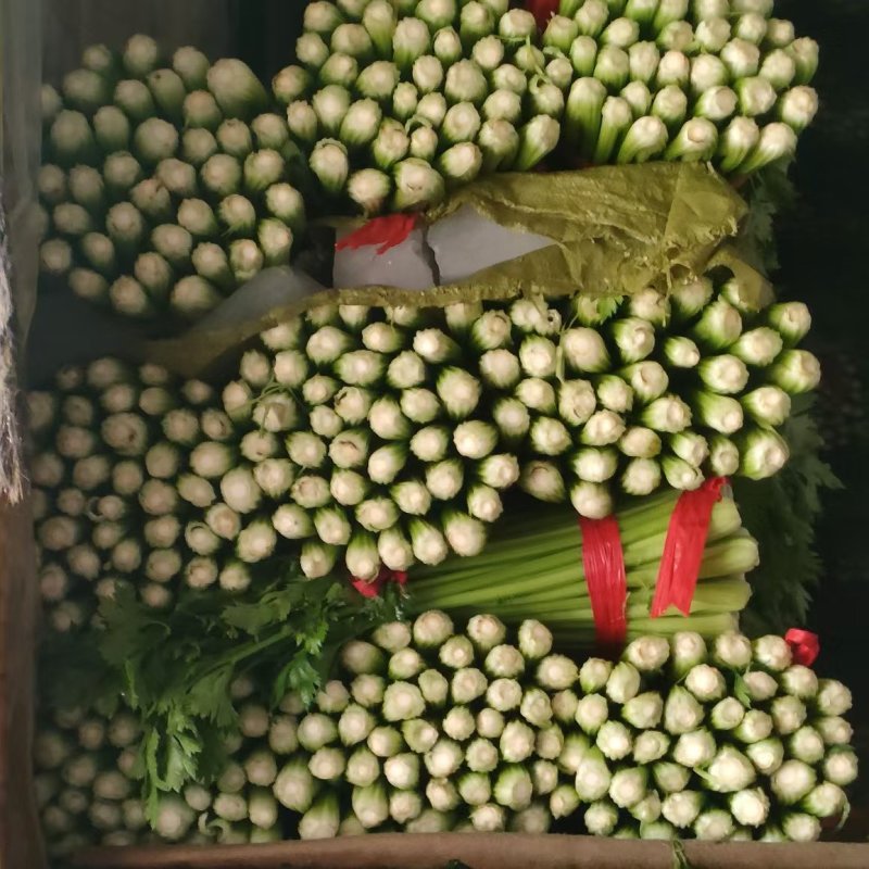 禹城冷棚蔬菜产区西芹50cm以上，基地供应量大质优价优