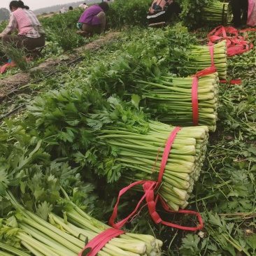 禹城冷棚芹菜西芹大量现货，量大质优价格优惠欢迎采购