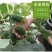 金童水果黄瓜种子甜脆清爽光滑无刺节间短