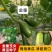 金童水果黄瓜种子甜脆清爽光滑无刺节间短