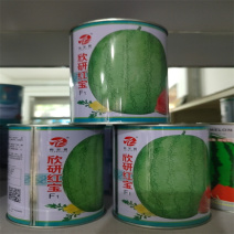 欣研红宝西瓜种子懒汉抗重茬绿皮大果型皮薄大西瓜种子