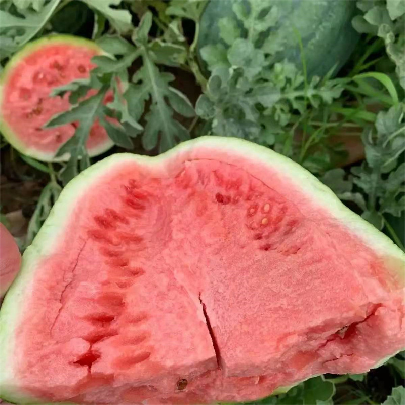 欣研红宝西瓜种子懒汉抗重茬绿皮大果型皮薄大西瓜种子
