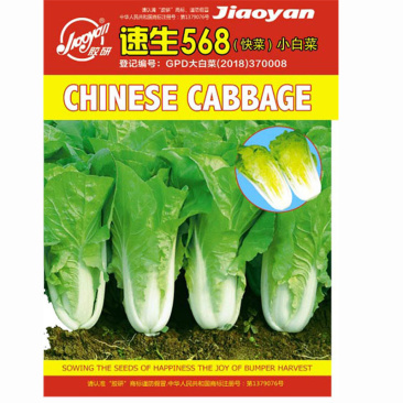 快菜种子速生568白帮小白菜杂交嫩绿色25天上市