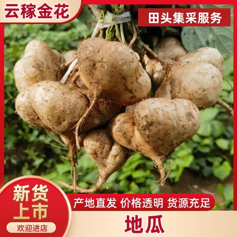 【云稼金花】精品凉薯白地瓜豆薯产地直发脆甜可口
