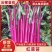 【云稼金花】精品红菜苔产地一手货源现摘现发诚信经营