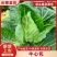 【云稼金花】湖北精品牛心包尖包菜牛心甘蓝产地直发