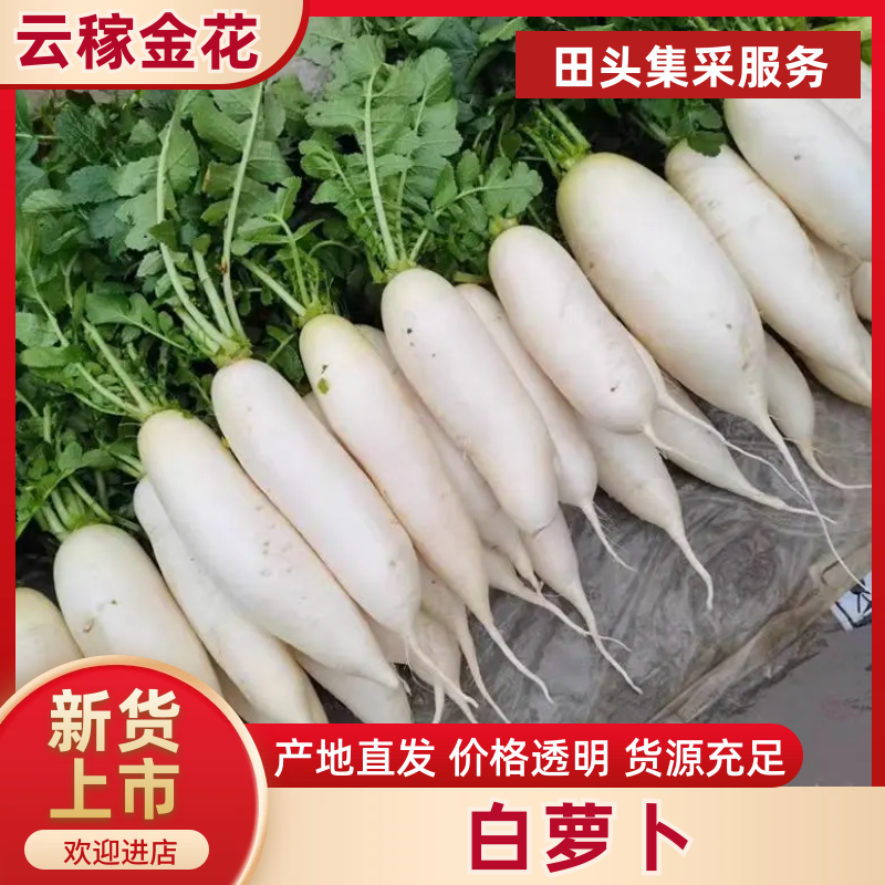 【云稼金花】精品白萝卜萝卜产地直供可视频看货