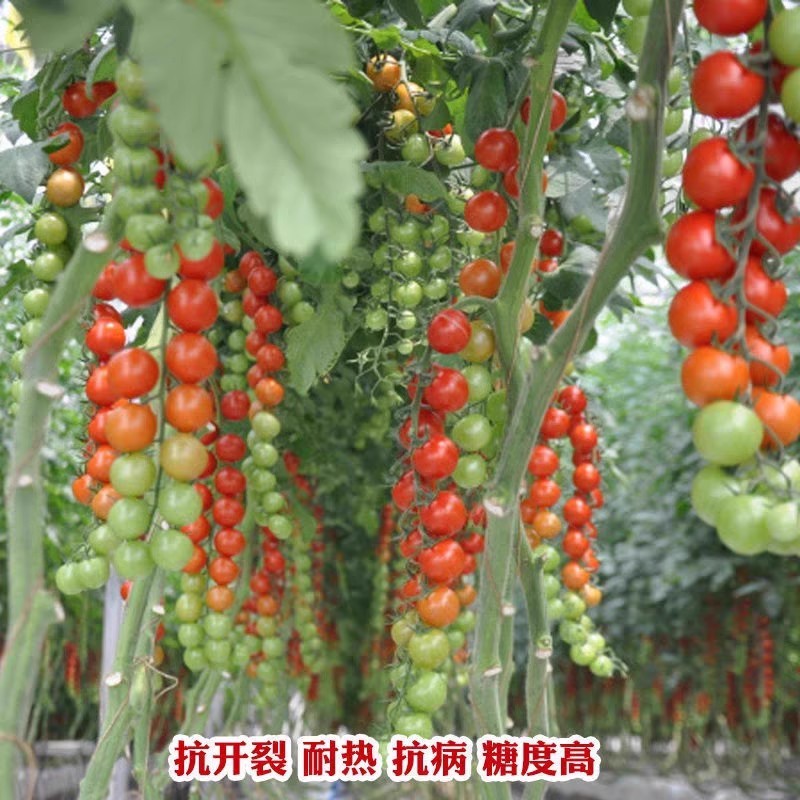 粉红色樱桃番茄种子早熟果实粉红高圆耐裂果