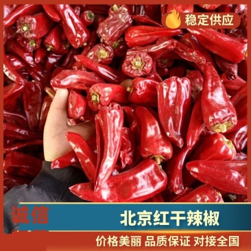 山西应县剪把北京红干辣椒大量上市，颜色好，质量高。