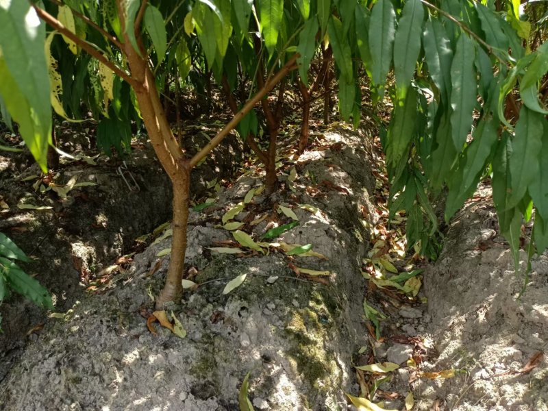 鹰嘴蜜桃苗现挖现发成活率高可视频看货顺丰包邮