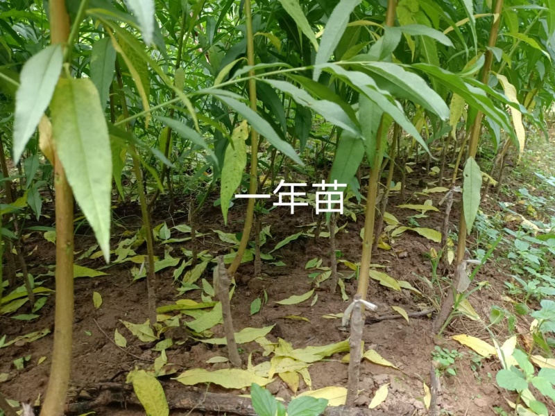 鹰嘴蜜桃苗现挖现发成活率高可视频看货顺丰包邮