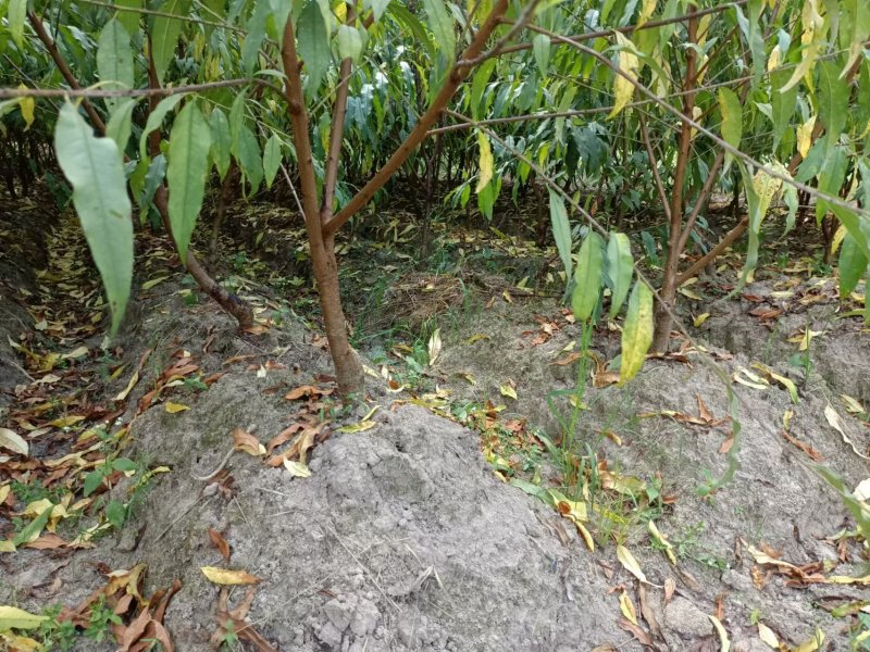 鹰嘴蜜桃苗现挖现发成活率高可视频看货顺丰包邮