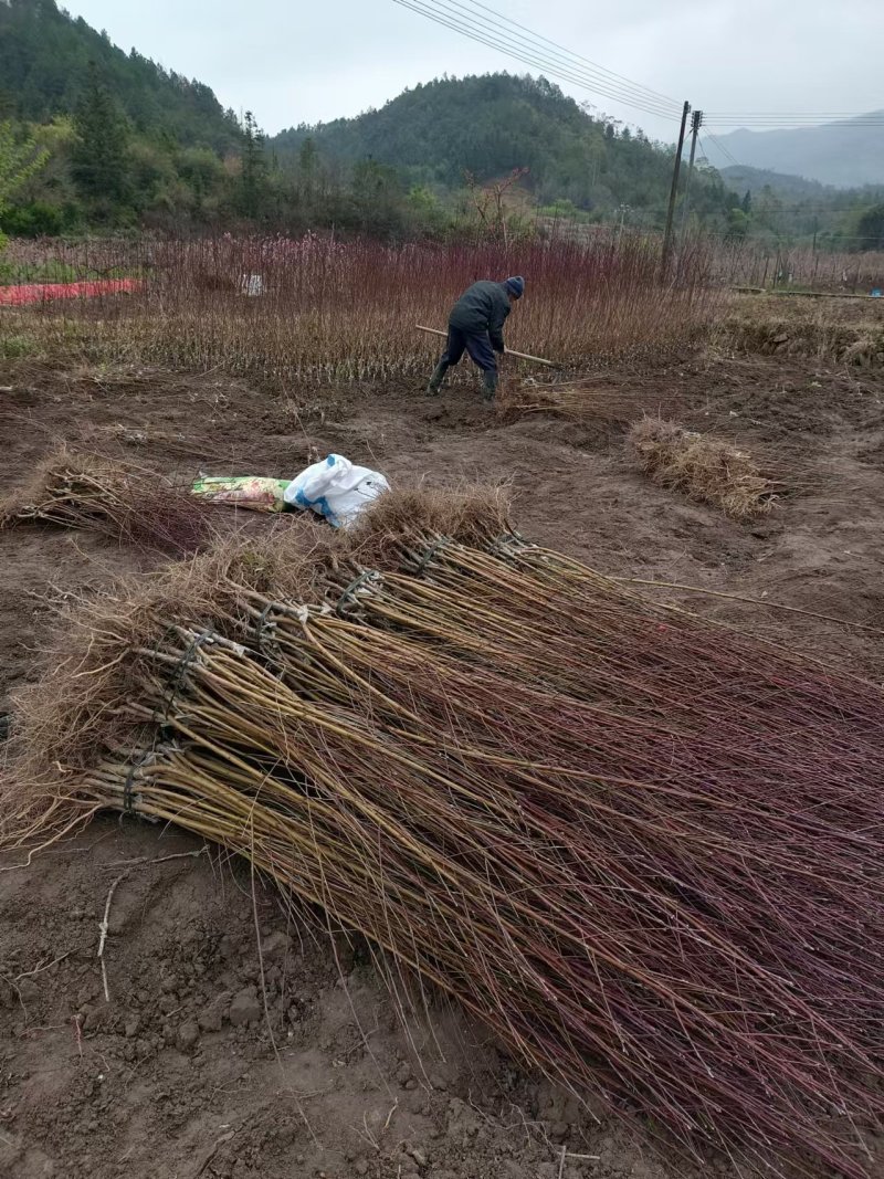 鹰嘴蜜桃苗现挖现发成活率高可视频看货顺丰包邮