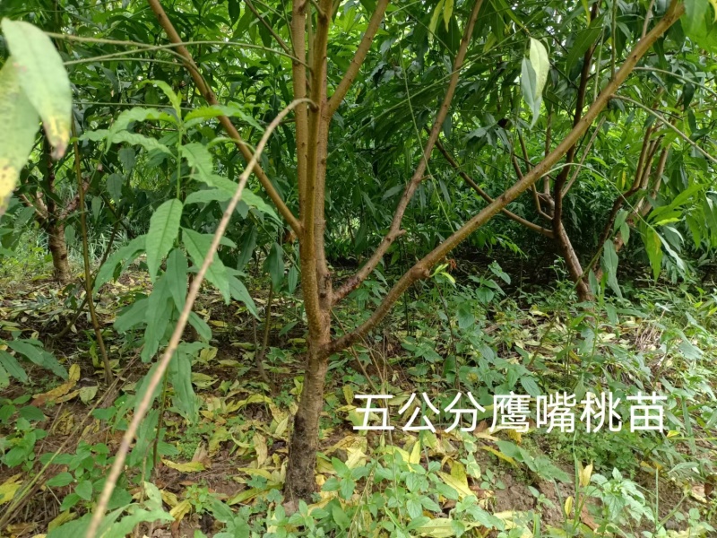 鹰嘴蜜桃苗现挖现发成活率高可视频看货顺丰包邮