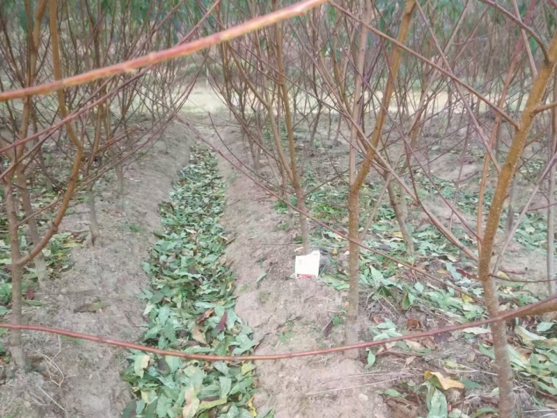 鹰嘴蜜桃苗现挖现发成活率高可视频看货顺丰包邮