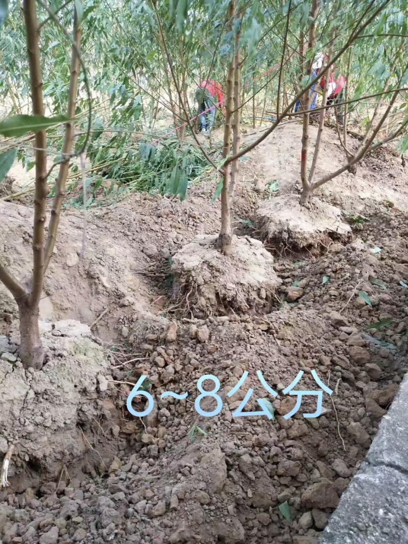 鹰嘴蜜桃苗现挖现发成活率高可视频看货顺丰包邮