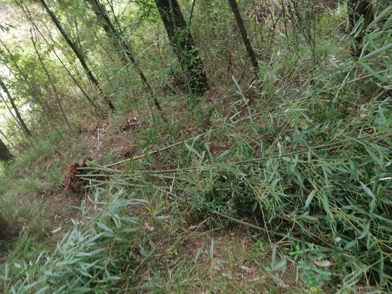 精选斑竹斑竹苗成活率高根系发达现挖现发欢迎选购