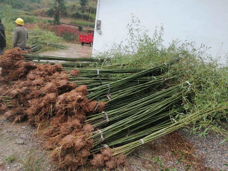 精选斑竹斑竹苗成活率高根系发达现挖现发欢迎选购