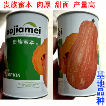 大果甜蜜本南瓜种子早中熟高产面甜蜜本南瓜倭瓜种子