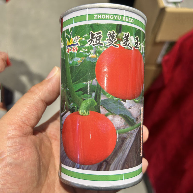 短蔓红美玉肉厚粉糯雌花多结果多甘面红南瓜种子