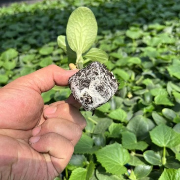 越冬一大茬黄瓜苗多年老店保证品质供货稳定对接全国