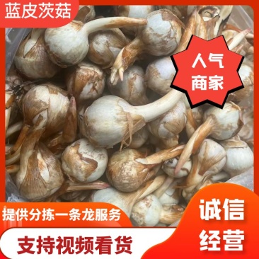 云南精品蓝皮茨菇大量上市大中小号货量充足产地直销