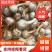 云南精品蓝皮茨菇大量上市大中小号货量充足产地直销