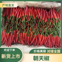 云南精品小米椒大量上市一手货源产地直销欢迎来电