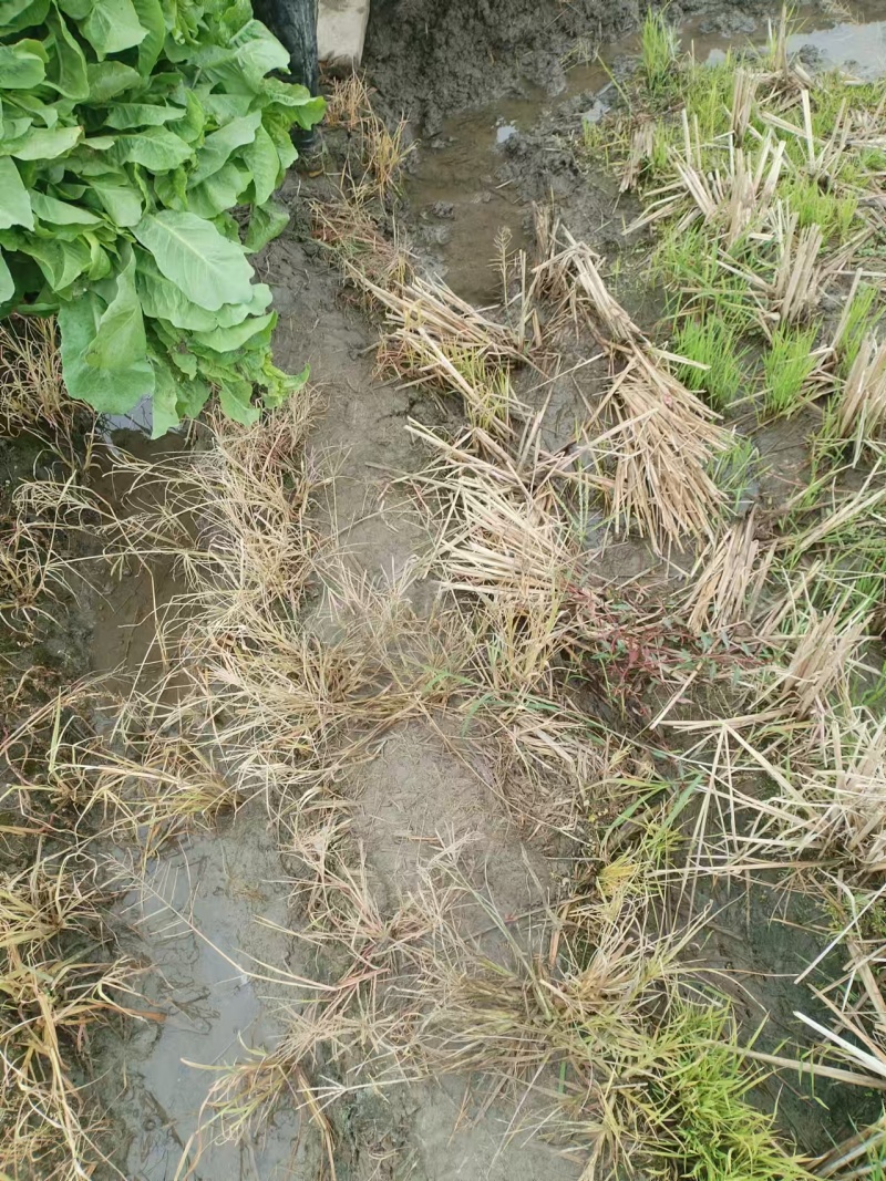 竹筒青窝笋大量上市基地供应价格优惠一手货源欢迎