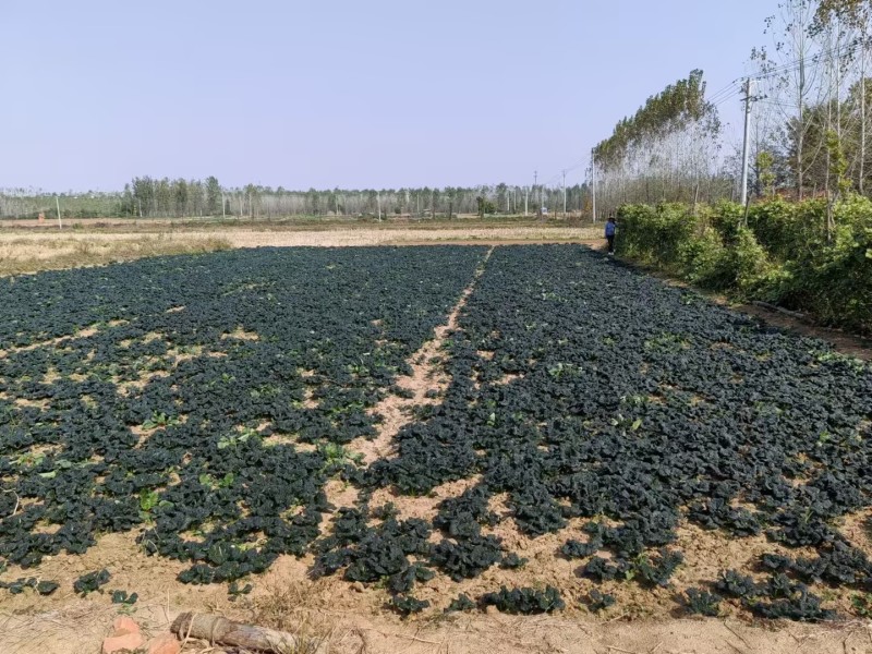 精品泡泡青大量上市现挖现发品质保证供应全国欢迎1