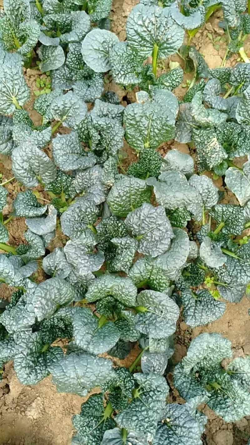 精品泡泡清产地一手货源现挖现发质量保证欢迎咨询！