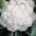 花菜松花菜散花安徽砀山松花菜产地直供货源充足
