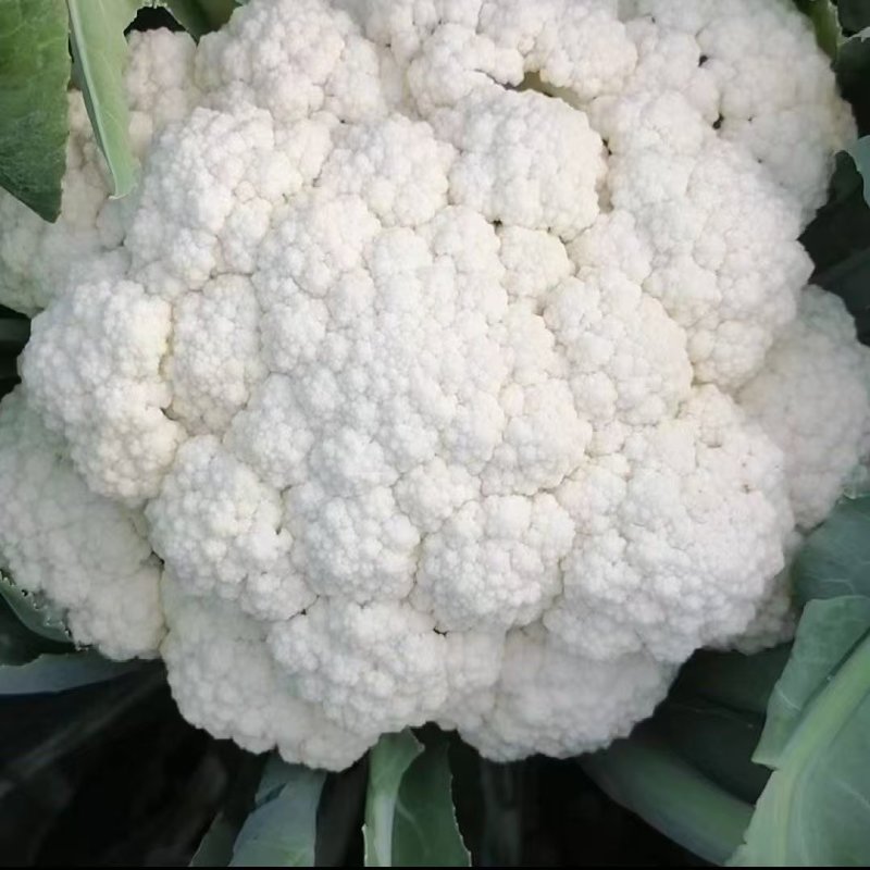 花菜松花菜散花安徽砀山松花菜产地直供货源充足