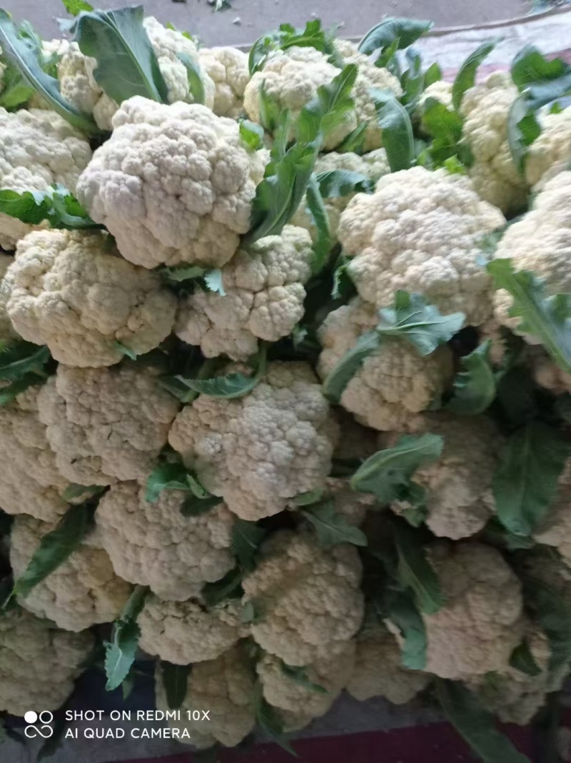 花菜松花菜散花安徽砀山松花菜产地直供货源充足