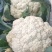 花菜松花菜散花安徽砀山松花菜产地直供货源充足