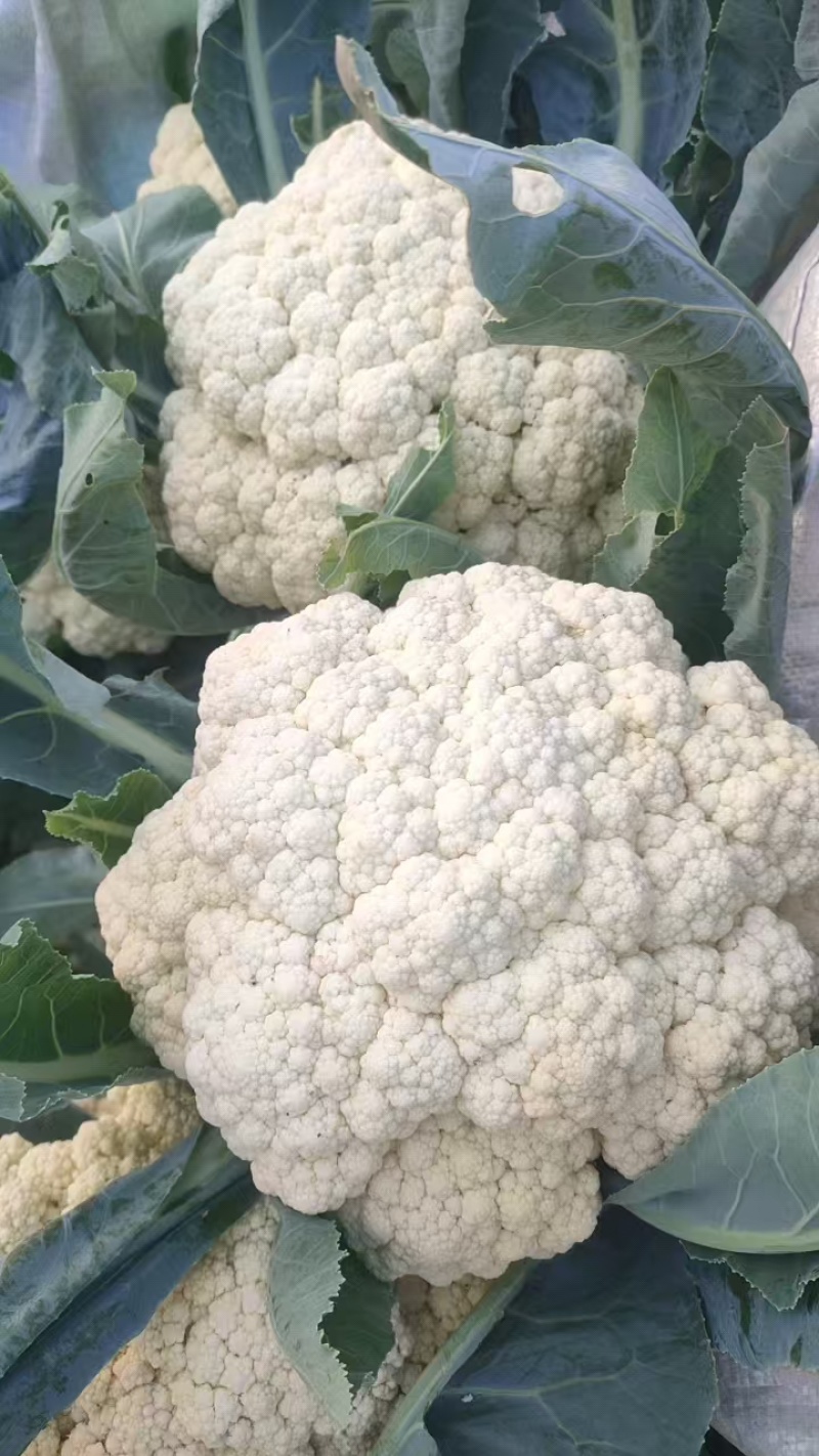 花菜松花菜散花安徽砀山松花菜产地直供货源充足