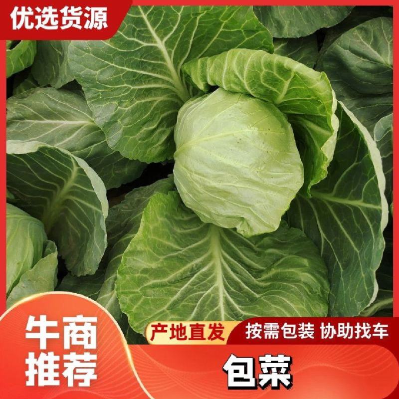 山东精品京丰一号甘蓝扁包菜大量上市产地一手货源价格优惠