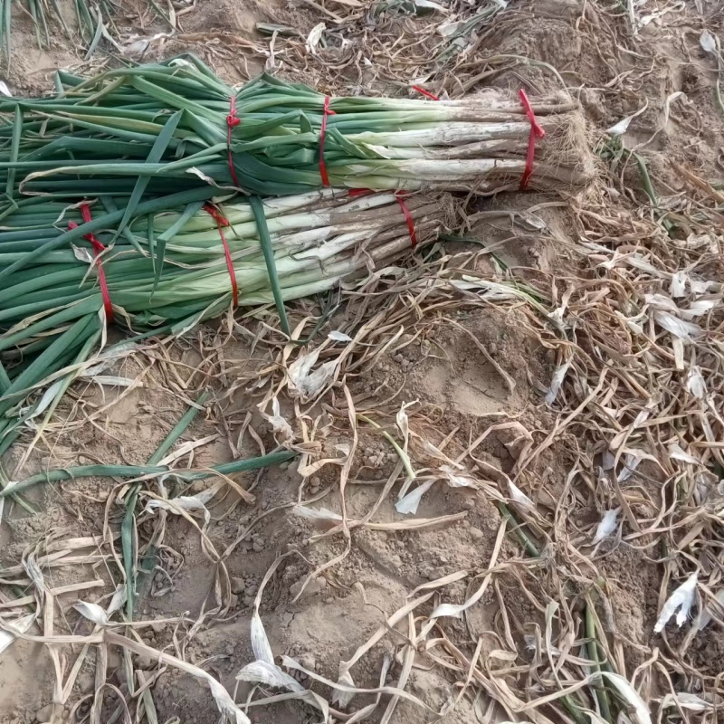 【优选】河北长白大葱大量出货货源稳定产地直发