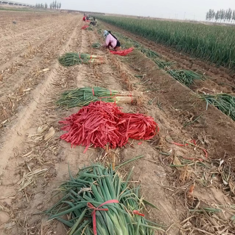 长白大葱河北长白大葱新鲜大葱产地直发量大价优