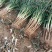 长白大葱河北长白大葱新鲜大葱产地直发量大价优