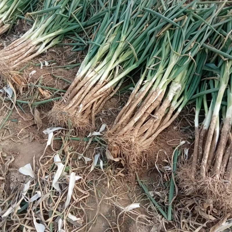 长白大葱河北长白大葱新鲜大葱产地直发量大价优