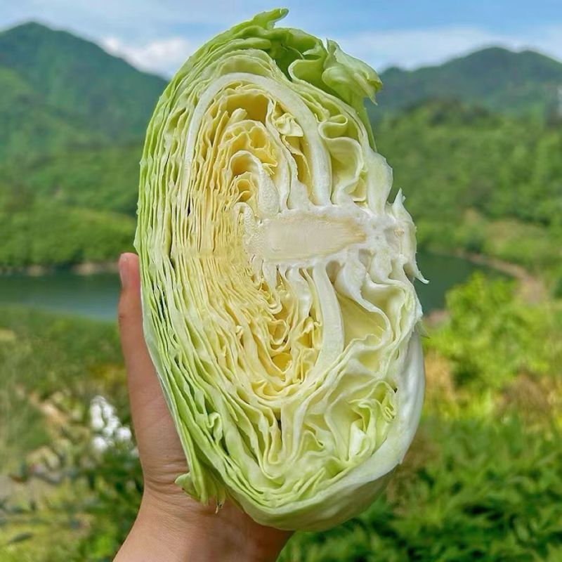 京丰一号扁包菜有货