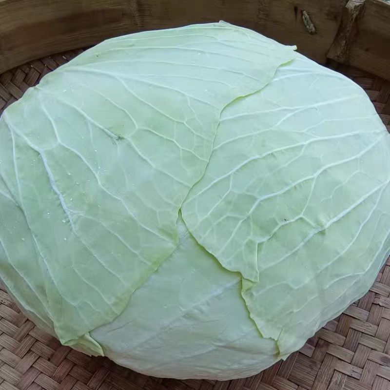 京丰一号扁包菜有货