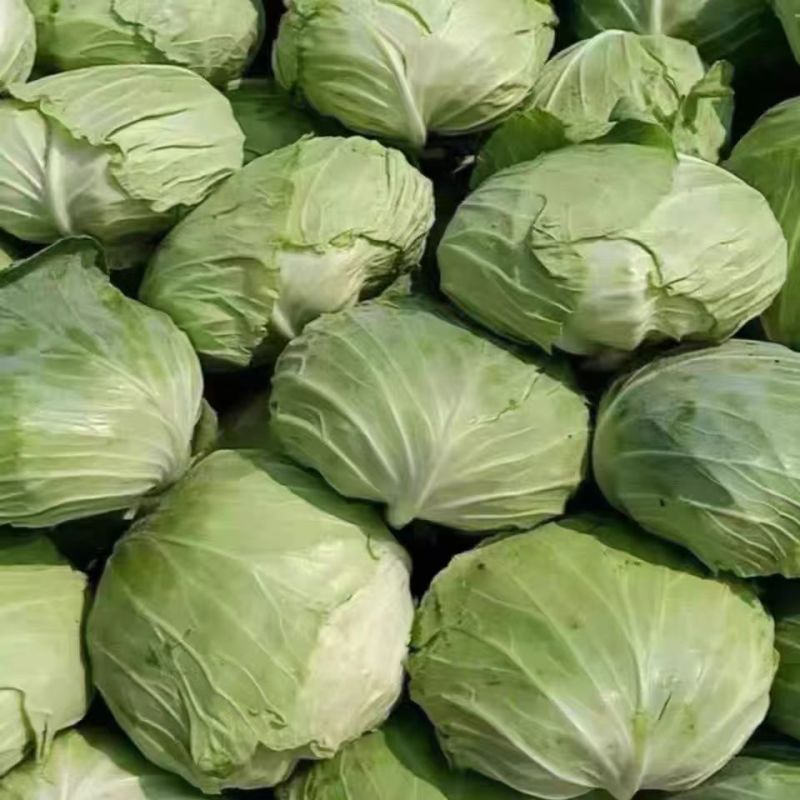 京丰一号扁包菜有货