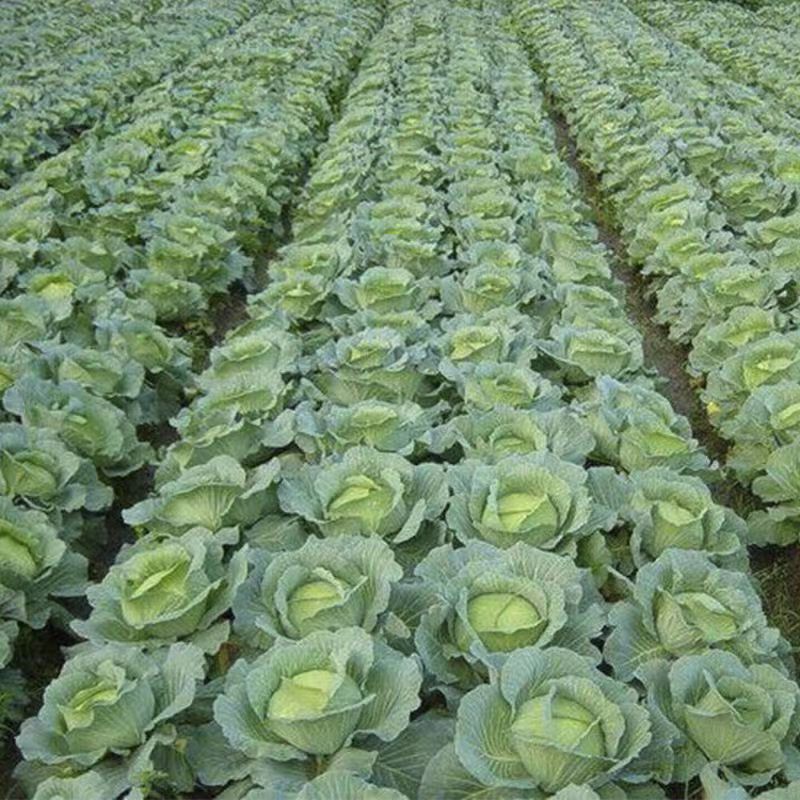 京丰一号扁包菜有货